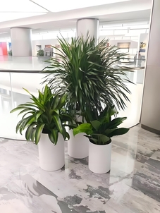 体验宁波江北专业花木租赁，拥抱自然之美